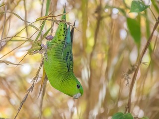  - Barred Parakeet