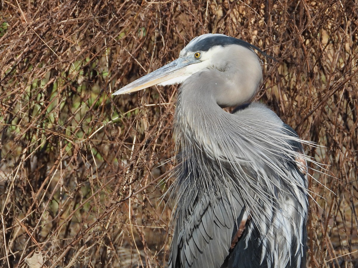 Great Blue Heron (Great Blue) - WS Barbour
