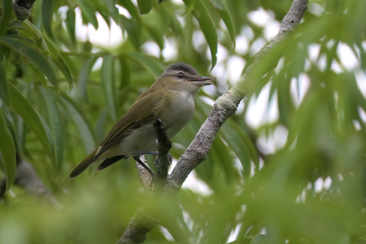 Red-eyed/Chivi Vireo - Guy Lafond