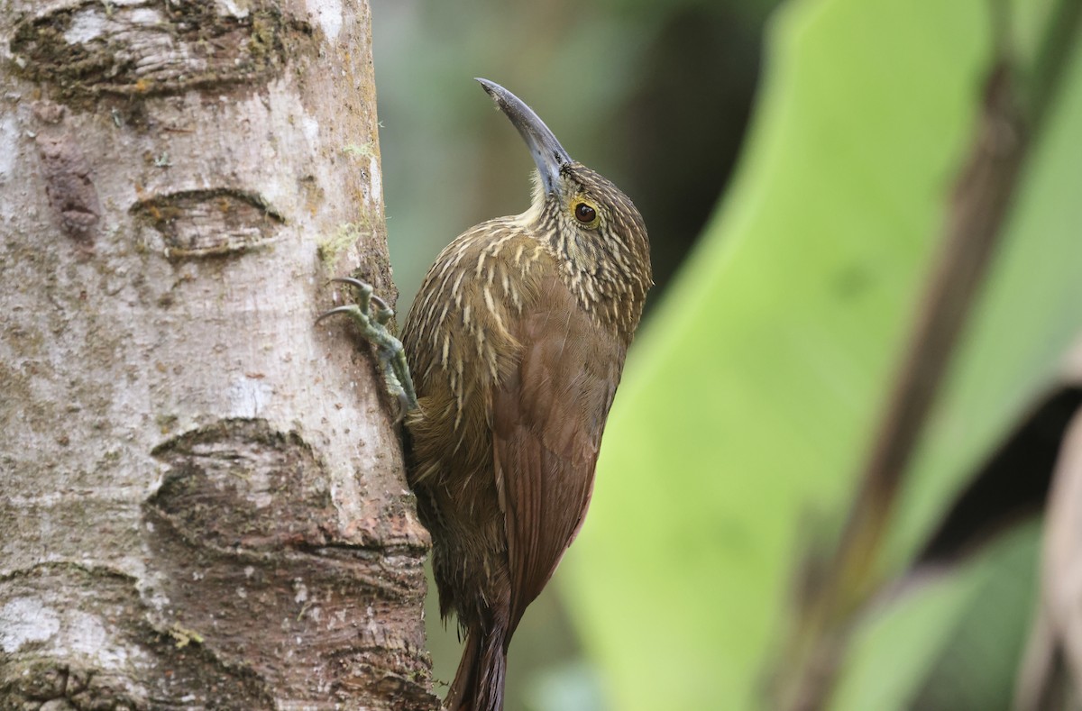 Strong-billed Woodcreeper (Andean/Northern) - Anne Bielamowicz