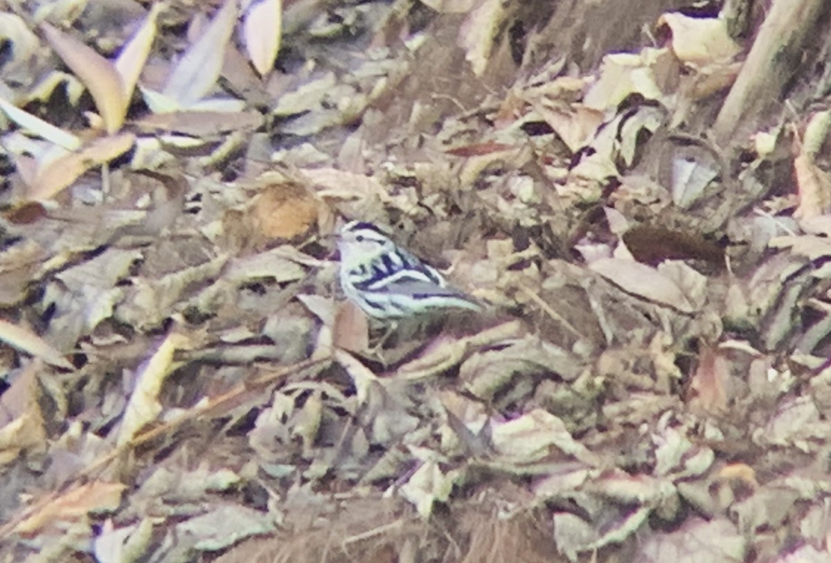 Black-and-white Warbler - ML612167444