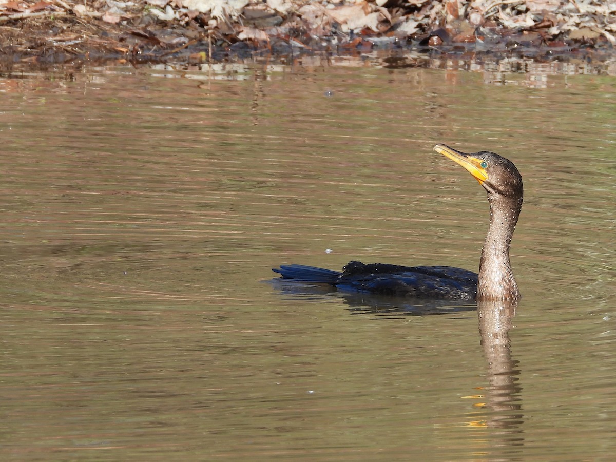 Double-crested Cormorant - WS Barbour