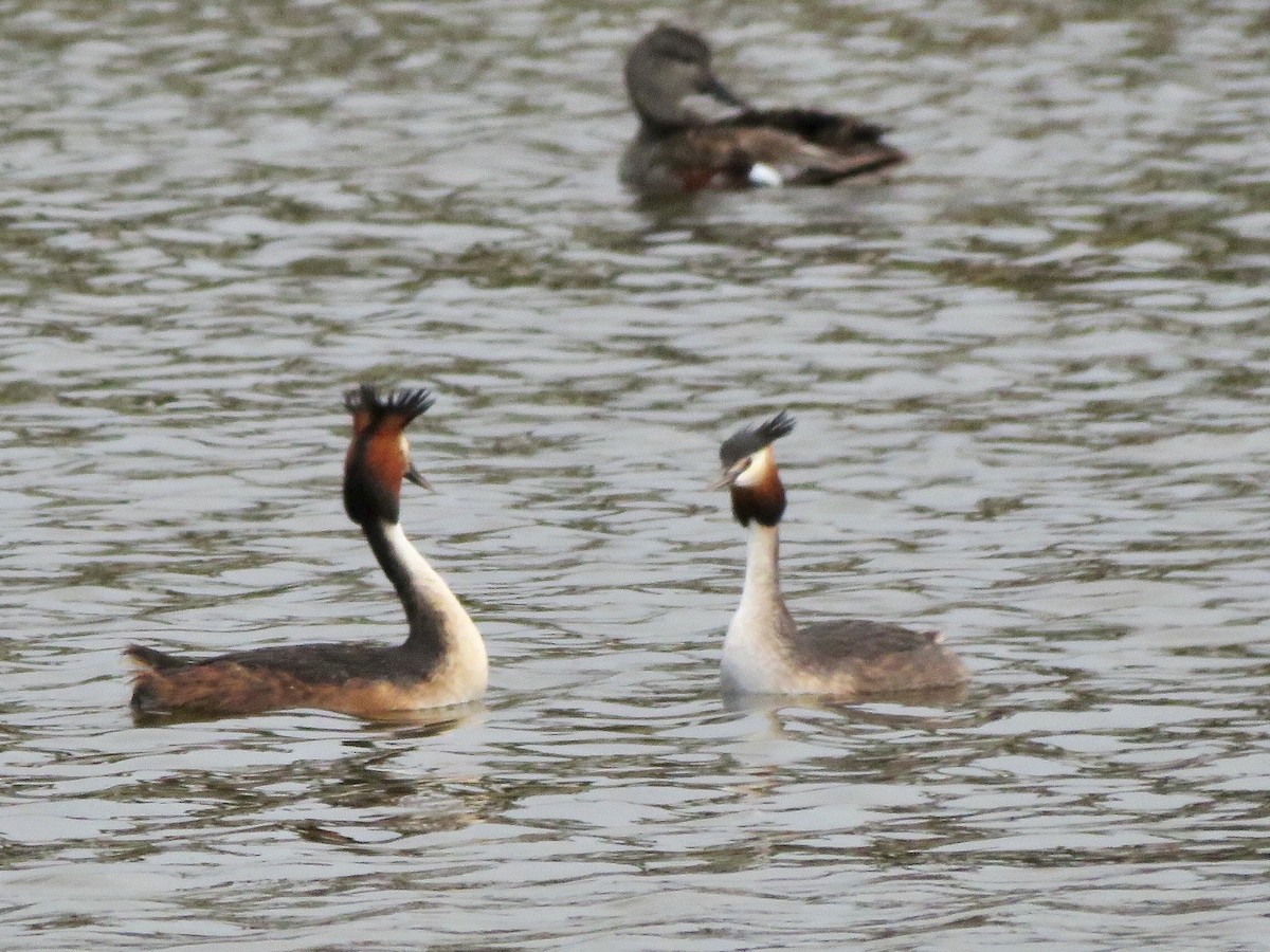 Great Crested Grebe - ML612167810