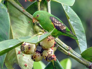  - Spot-winged Parrotlet