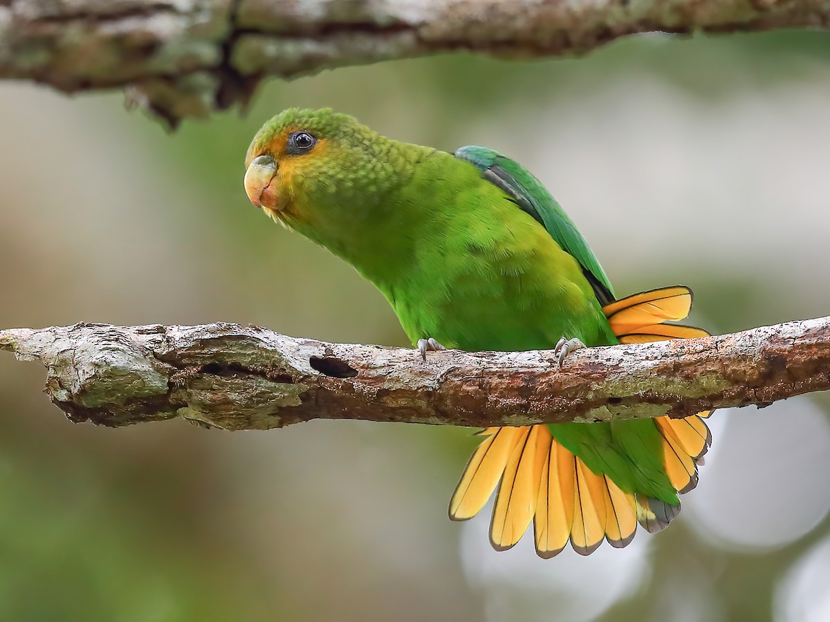 Golden-tailed Parrotlet - Touit surdus - Birds of the World