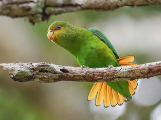  - Golden-tailed Parrotlet