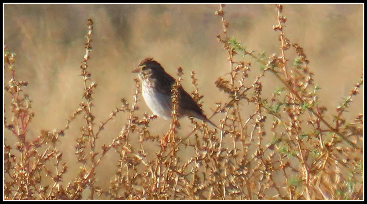 Savannah Sparrow - ML612168175