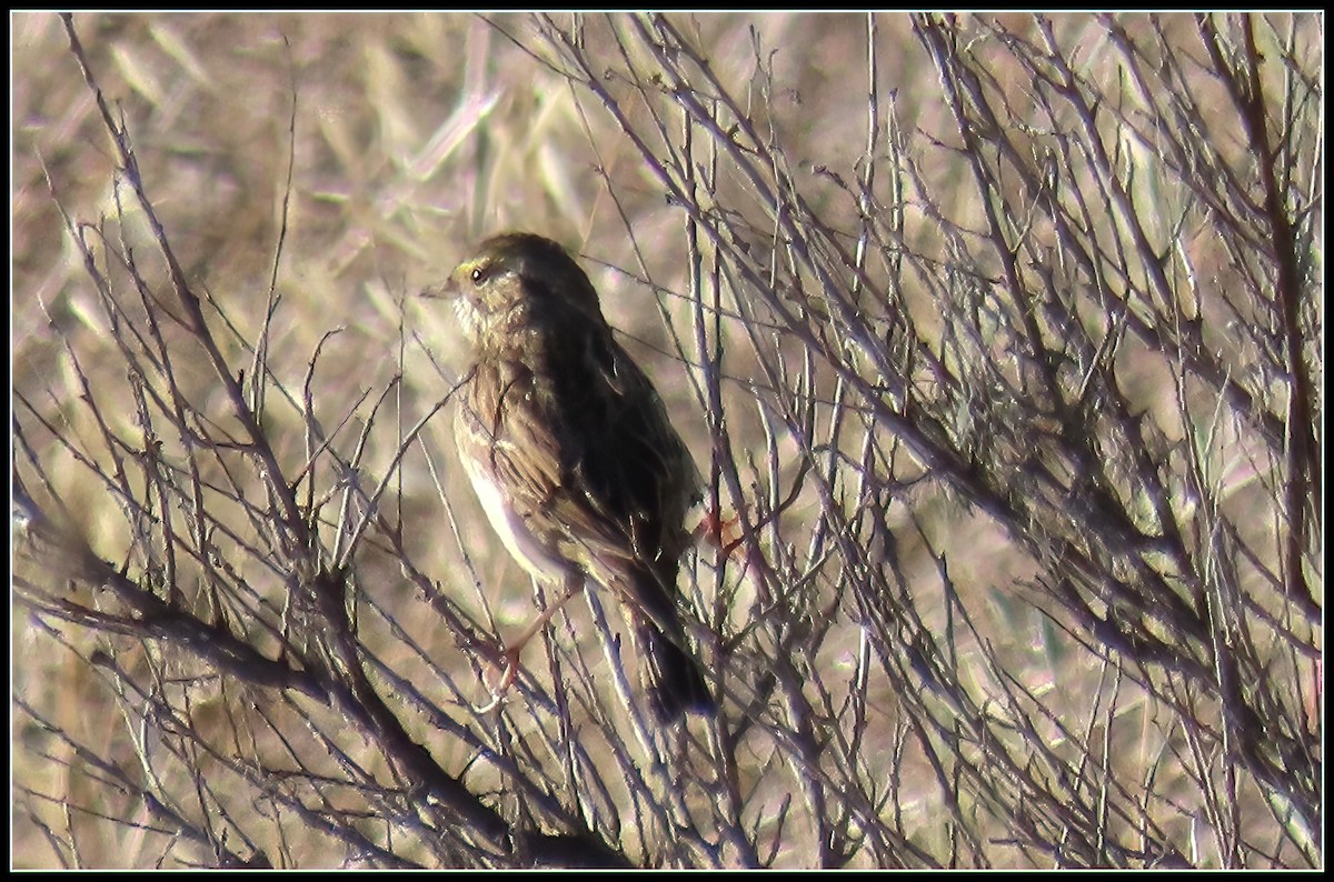 Savannah Sparrow - ML612168176