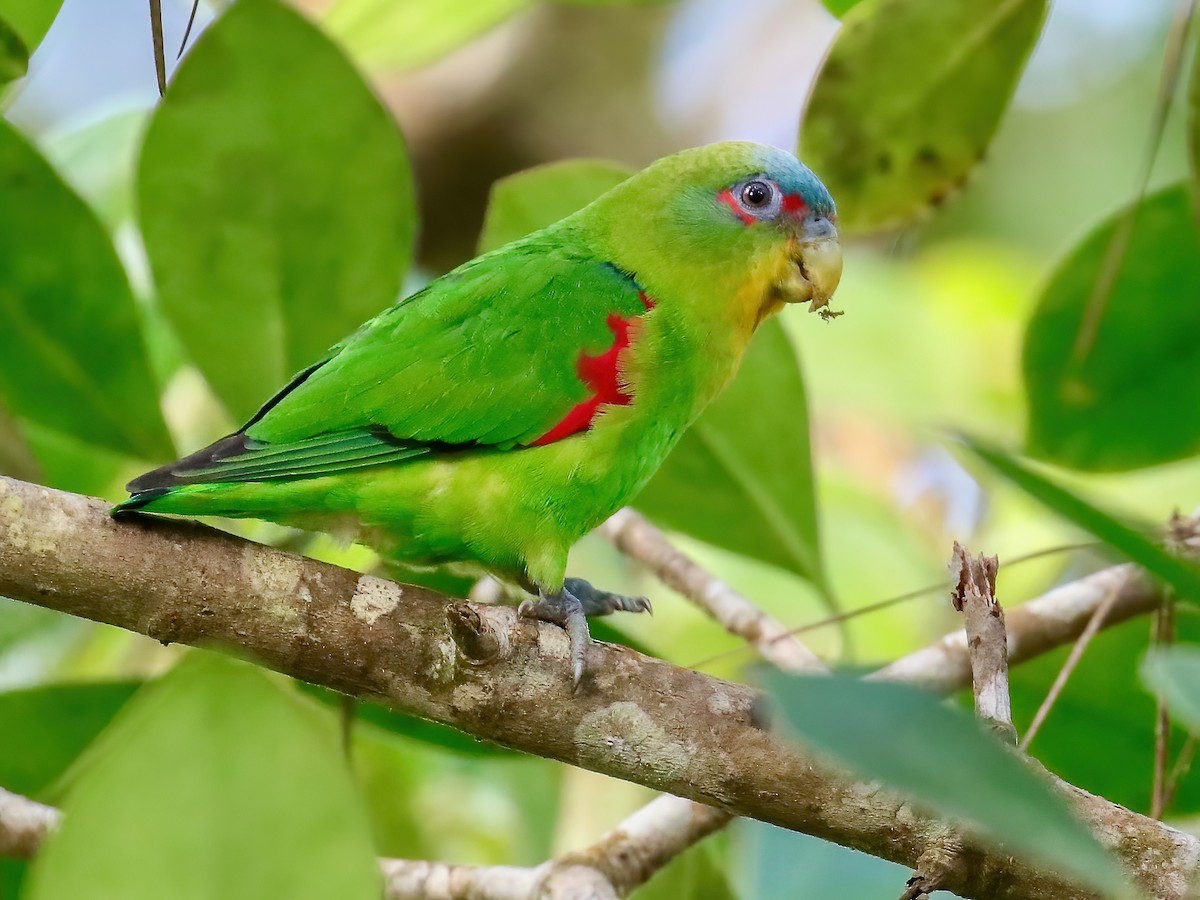 Blue-fronted Parrotlet - Touit dilectissimus - Birds of the World