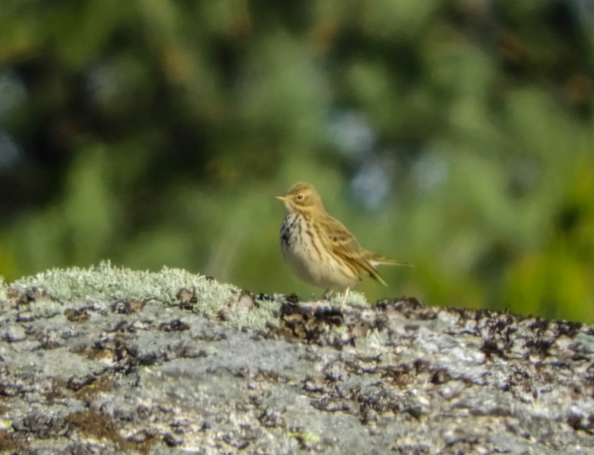 Meadow Pipit - ML612168412