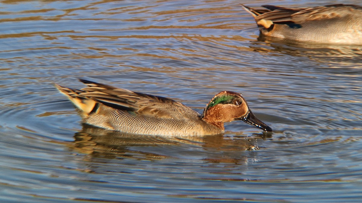 Green-winged Teal - ML612168545