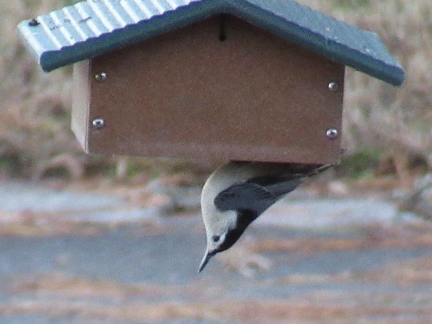 White-breasted Nuthatch - ML612168566