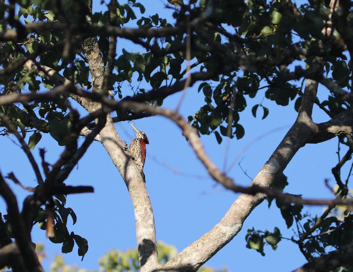 Crimson-backed Flameback