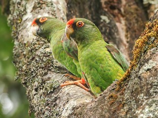  - Red-fronted Parrot (Red-fronted)