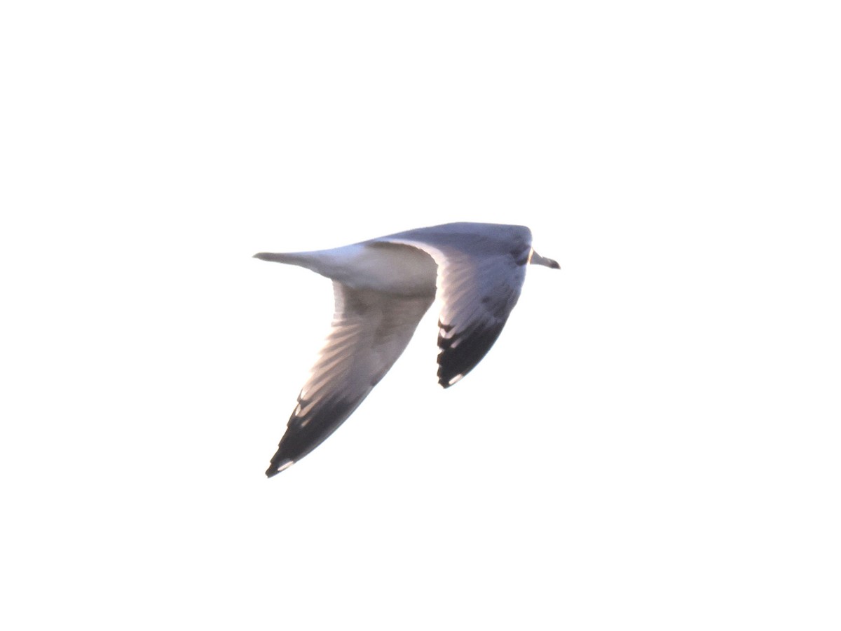 Herring Gull - ML612168582