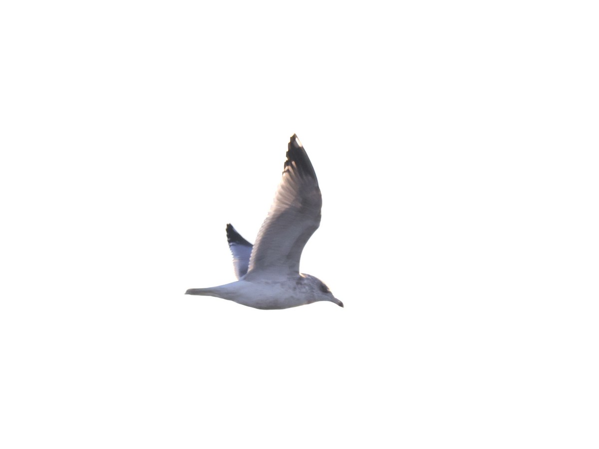 Herring Gull - ML612168583