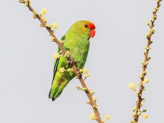  - Black-winged Lovebird