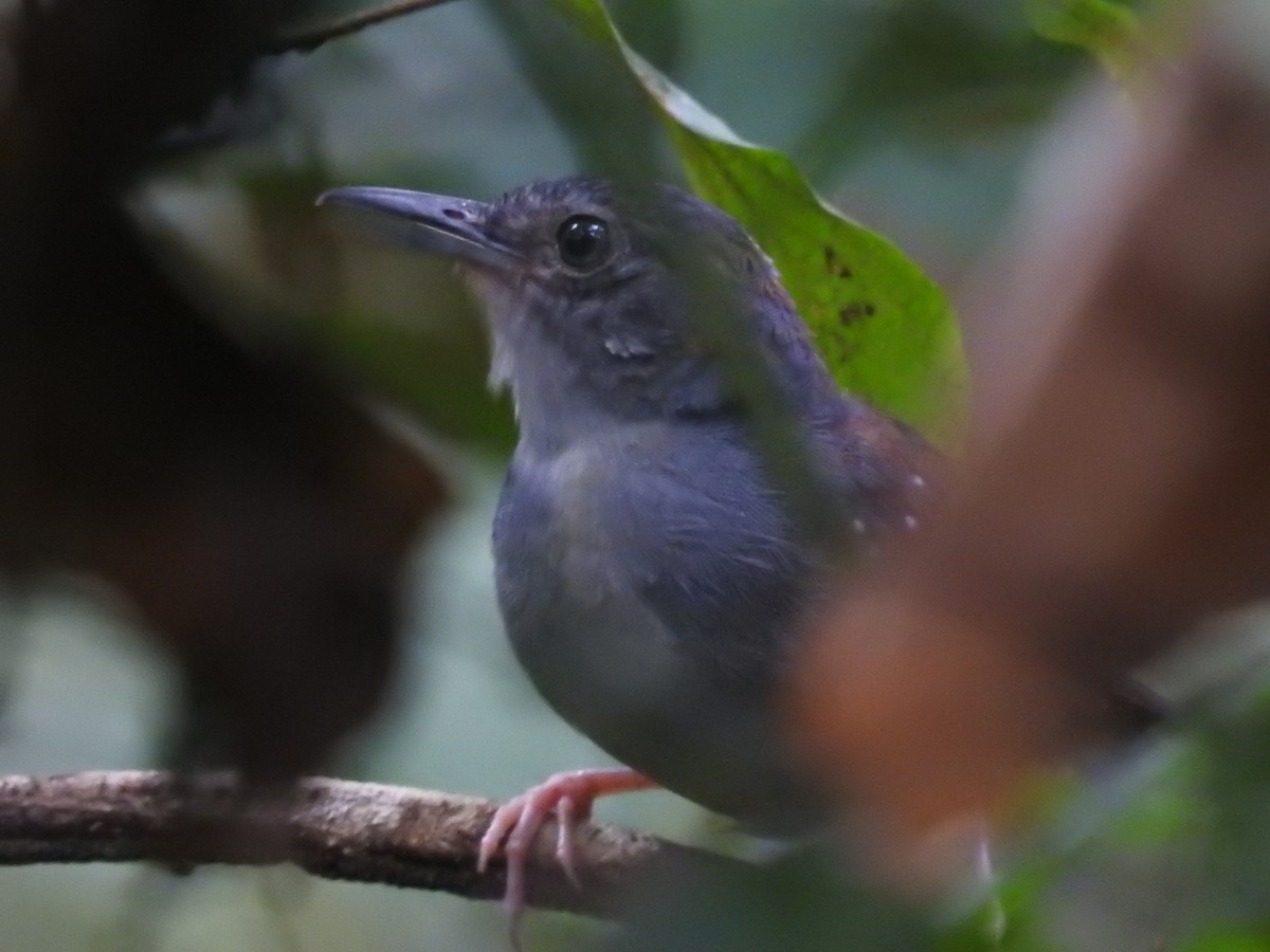 Rufous-faced Antbird - Raul Afonso Pommer-Barbosa - Amazon Birdwatching