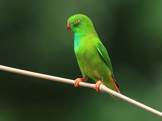  - Pygmy Hanging-Parrot