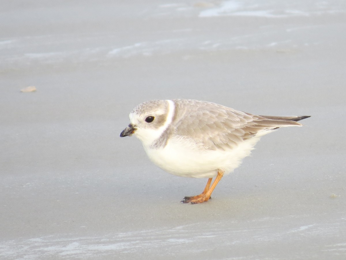 Piping Plover - ML612169498