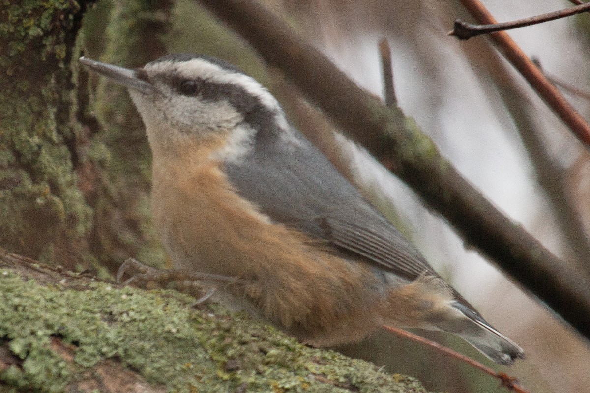 Red-breasted Nuthatch - ML612169691