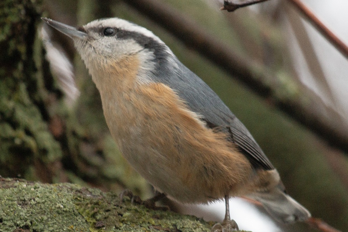Red-breasted Nuthatch - ML612169692
