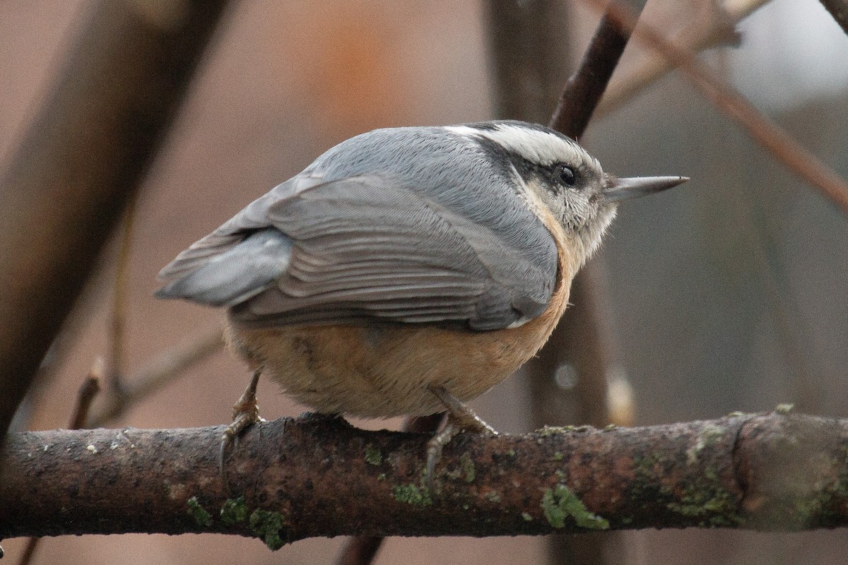 Red-breasted Nuthatch - ML612169694