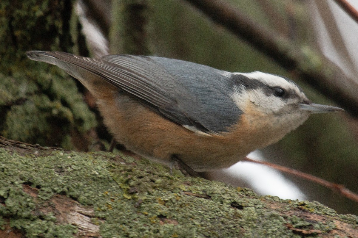 Red-breasted Nuthatch - ML612169695