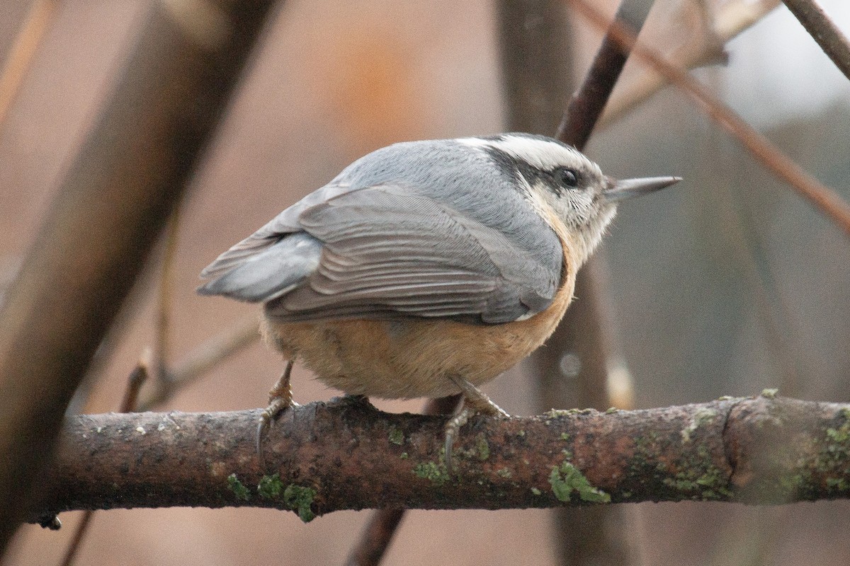 Red-breasted Nuthatch - ML612169696