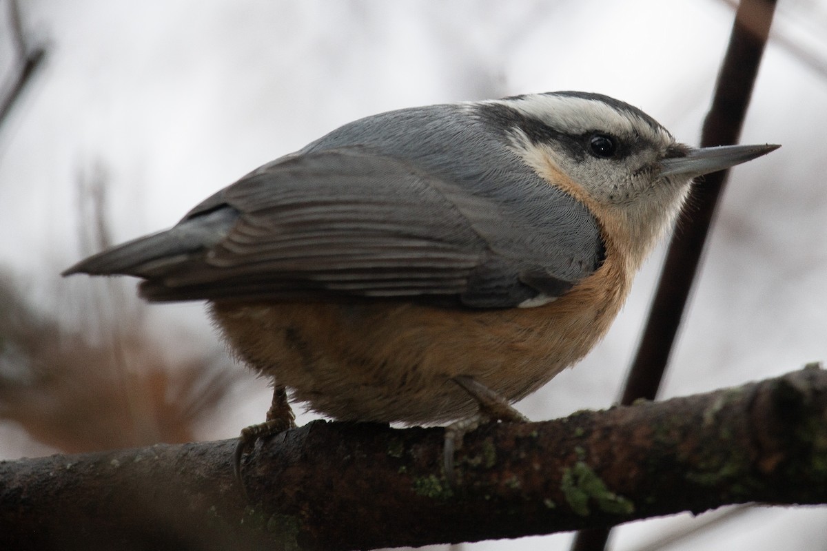 Red-breasted Nuthatch - ML612169698