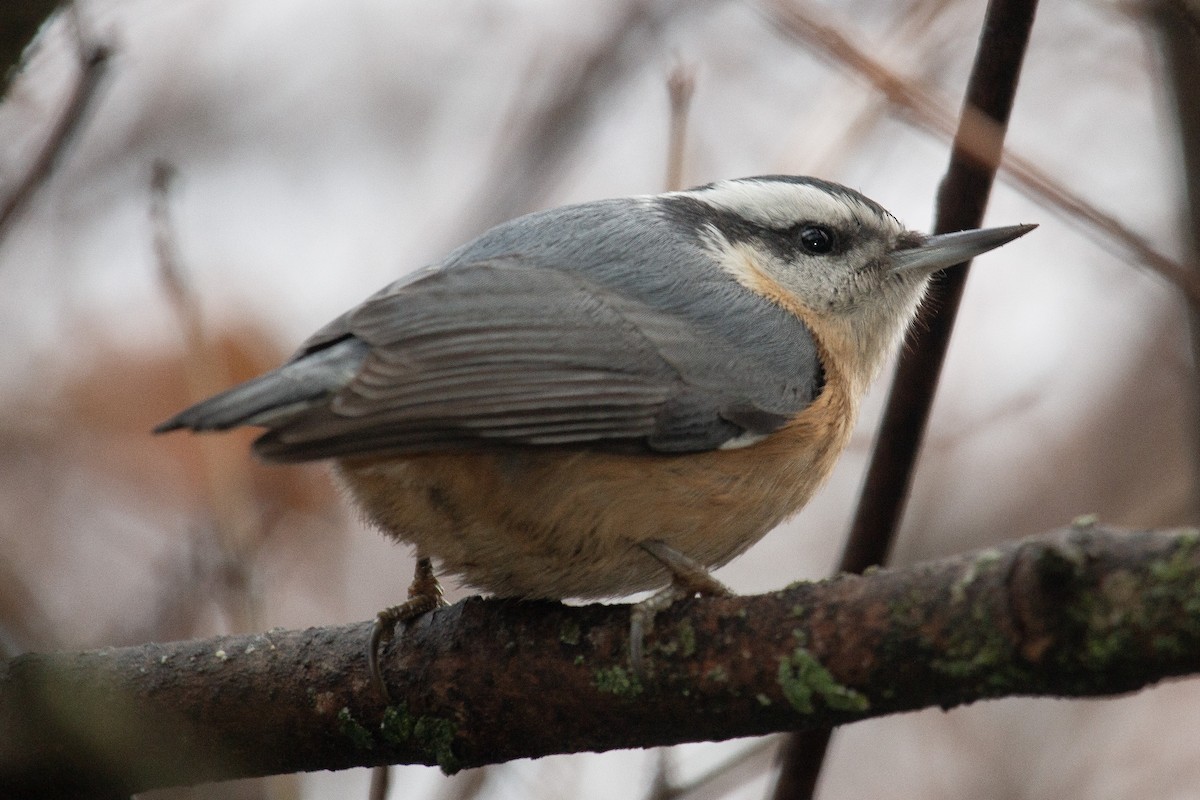 Red-breasted Nuthatch - ML612169702