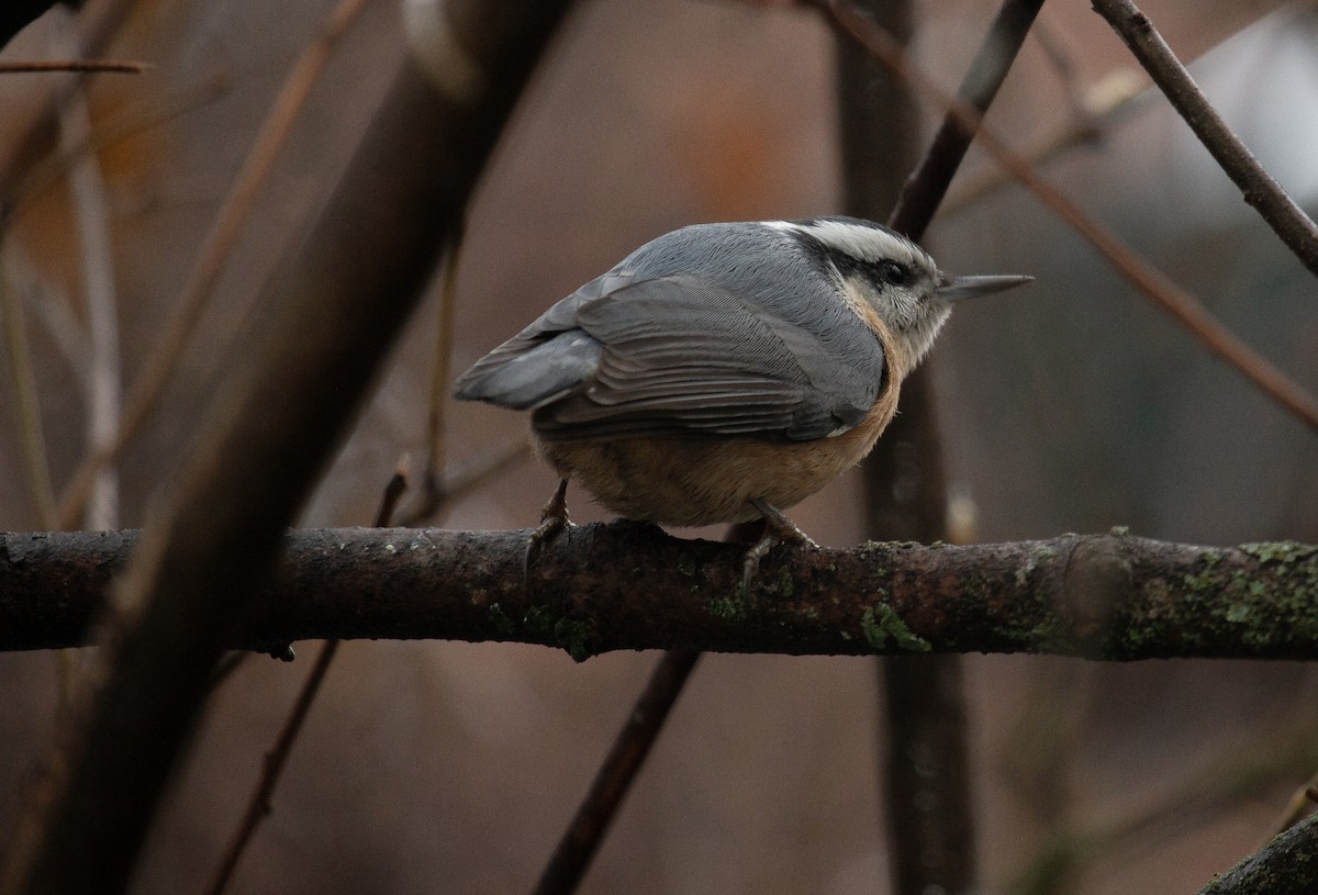 Red-breasted Nuthatch - ML612169703