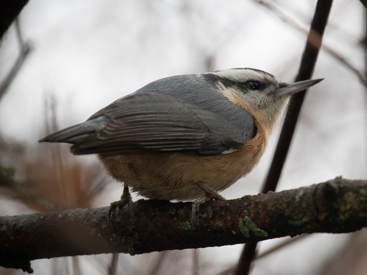 Red-breasted Nuthatch - ML612169707