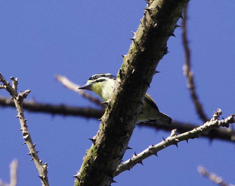 Yellow-throated Tinkerbird - Sue Flecker