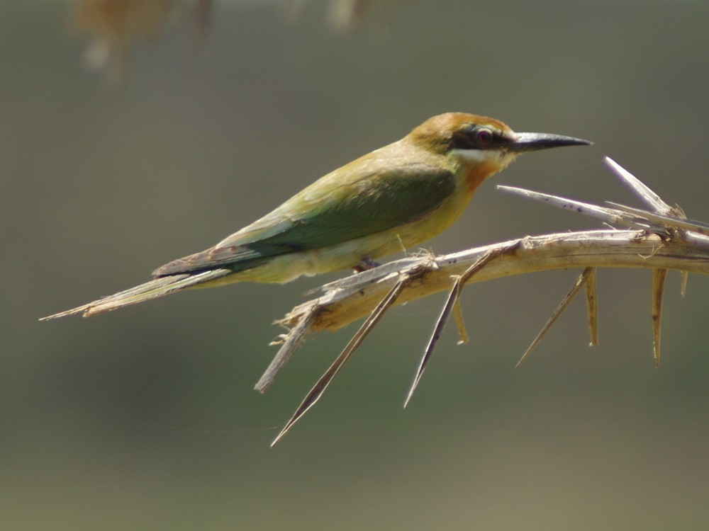 Madagascar Bee-eater - ML612170139