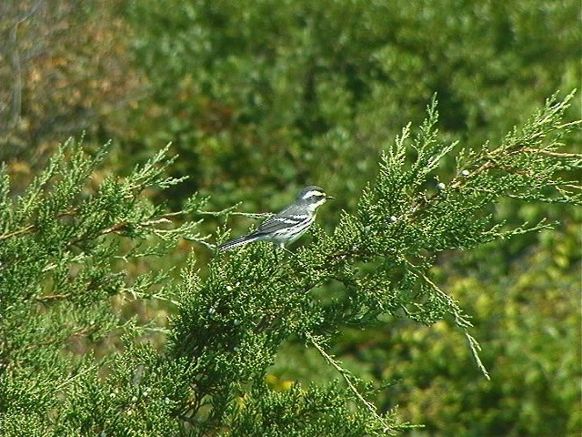 Black-throated Gray Warbler - ML612170150
