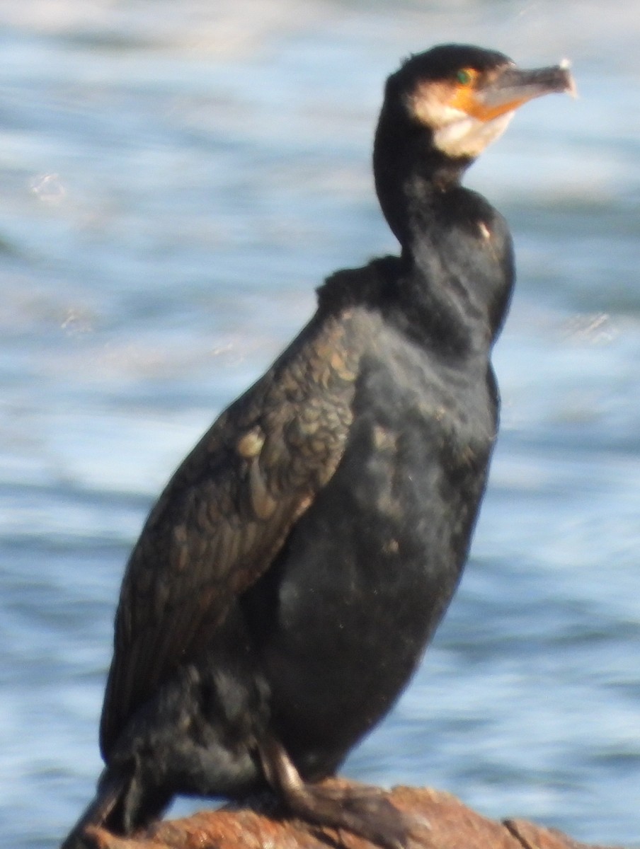 Great Cormorant - alan murray