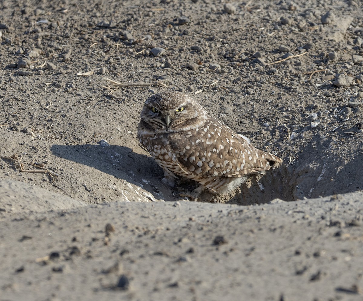 Burrowing Owl - ML612170785