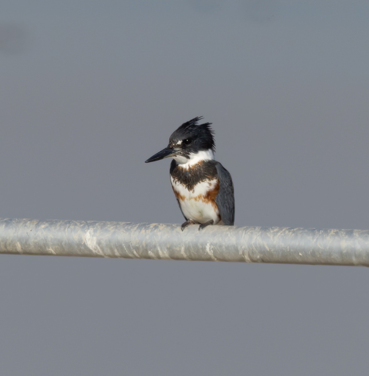 Belted Kingfisher - ML612170796