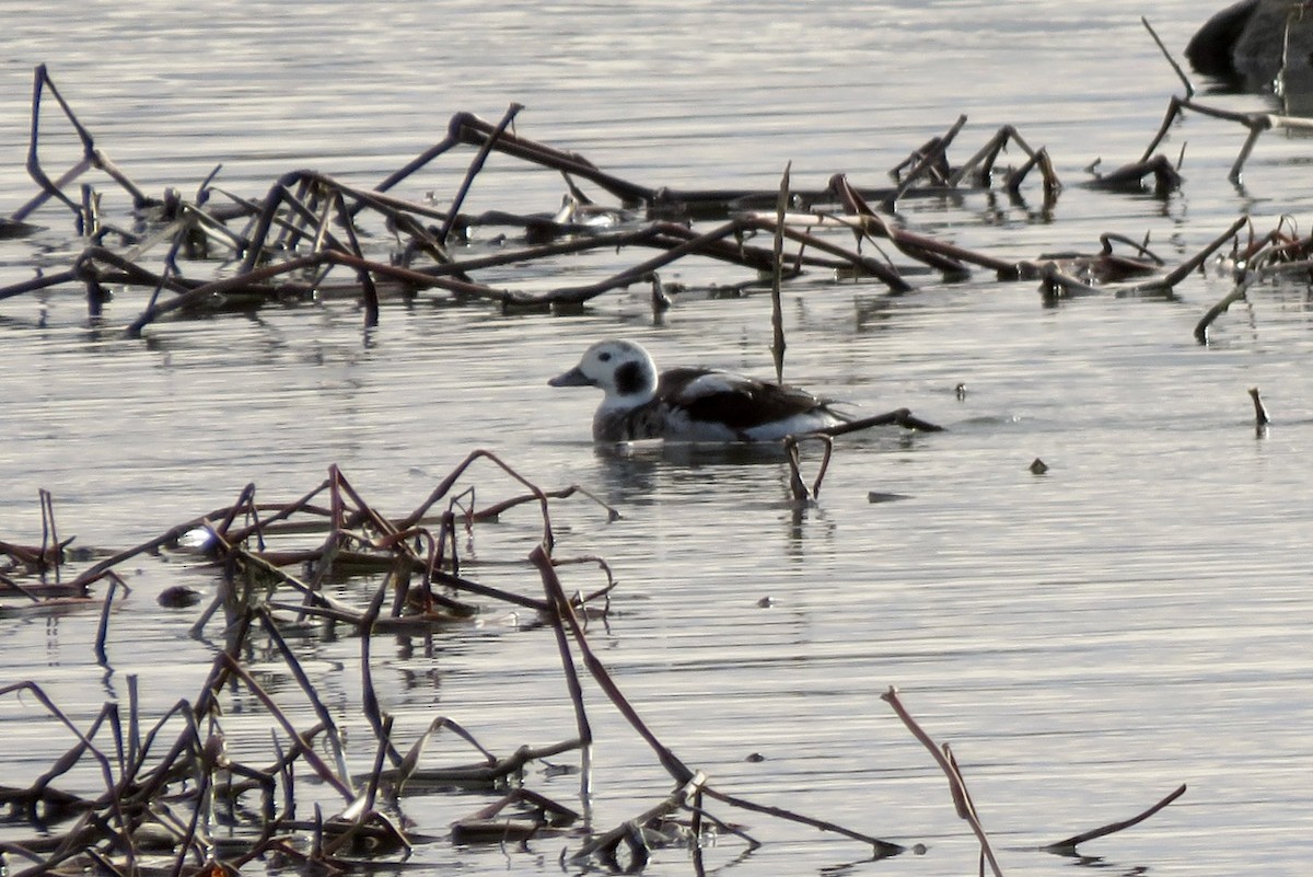 Long-tailed Duck - ML612170958