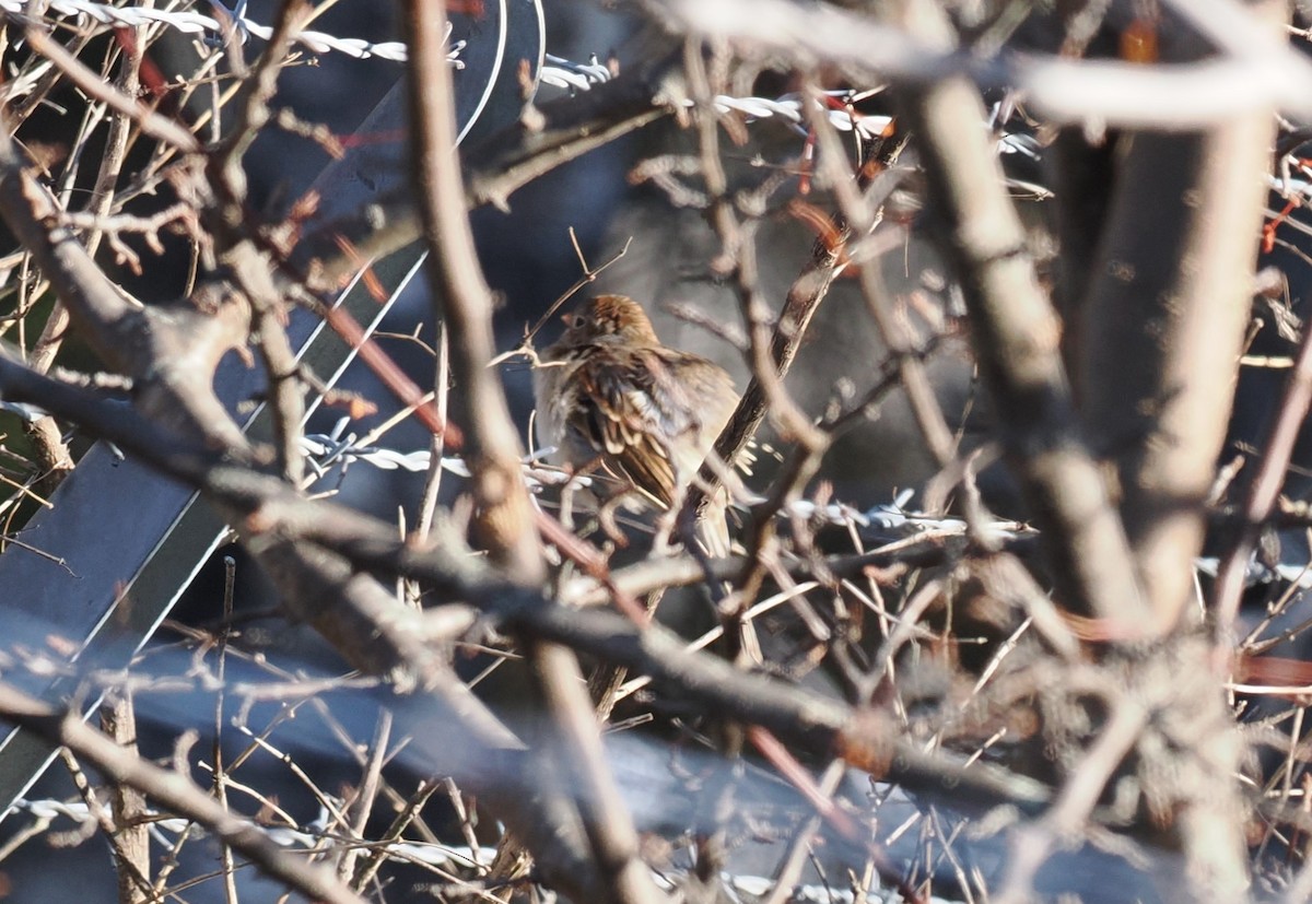 Field Sparrow - ML612170986
