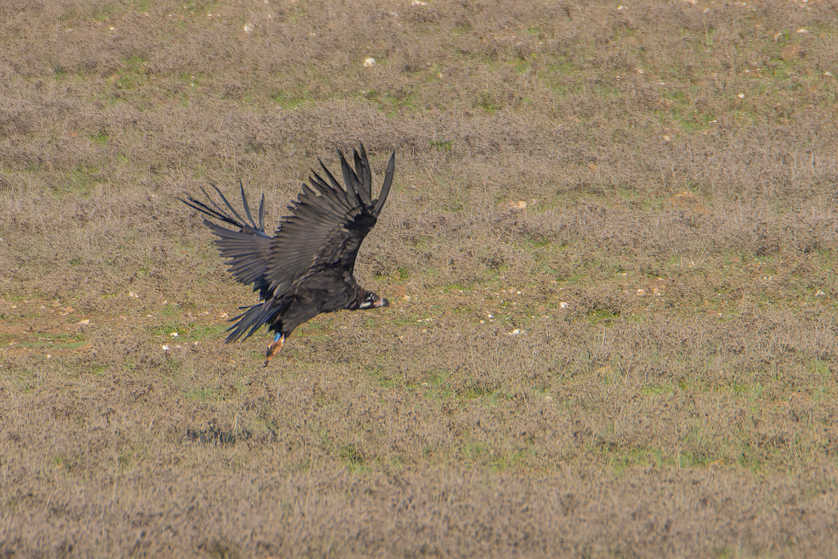 Cinereous Vulture - ML612171098
