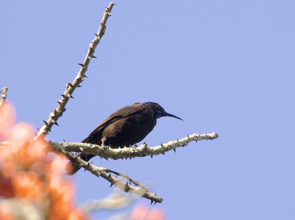 Blue-throated Brown Sunbird - Sue Flecker