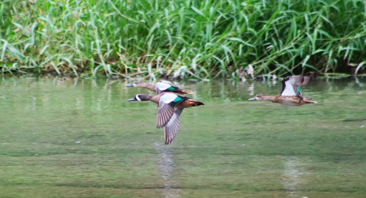 Blue-winged Teal - ML612172504