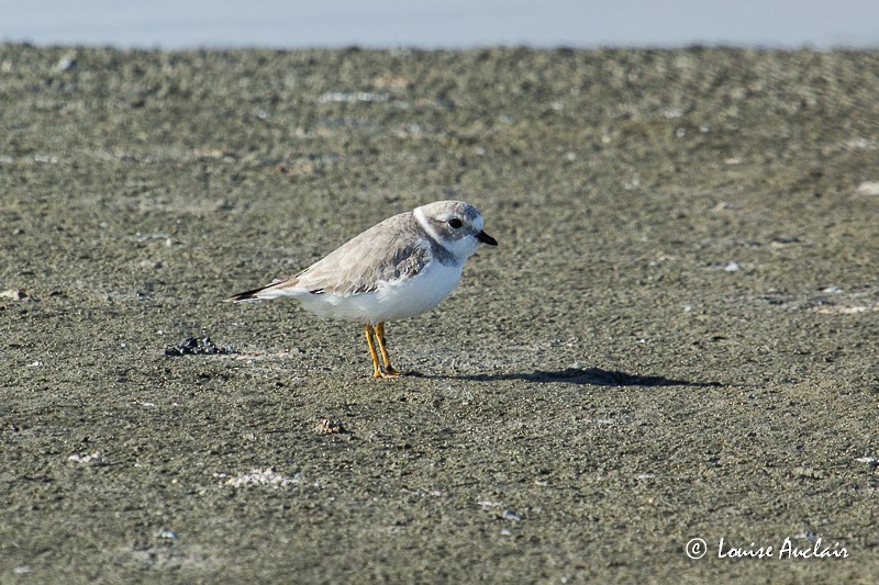 Piping Plover - Louise Auclair