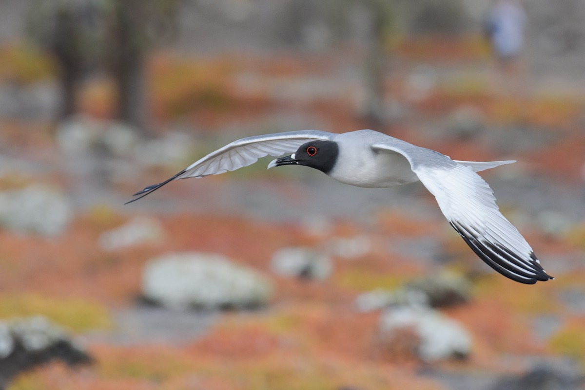 Swallow-tailed Gull - ML612172598