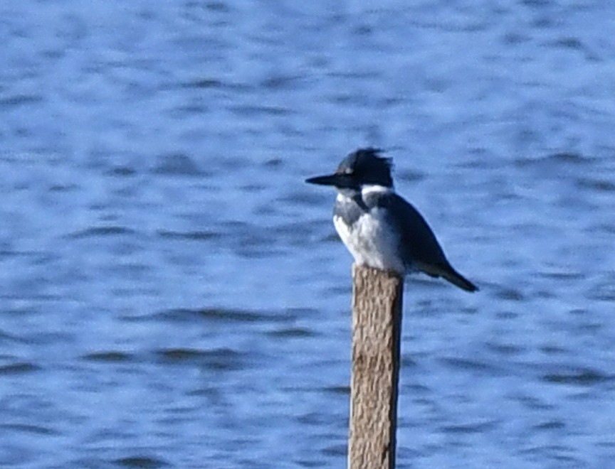 Belted Kingfisher - ML612172709