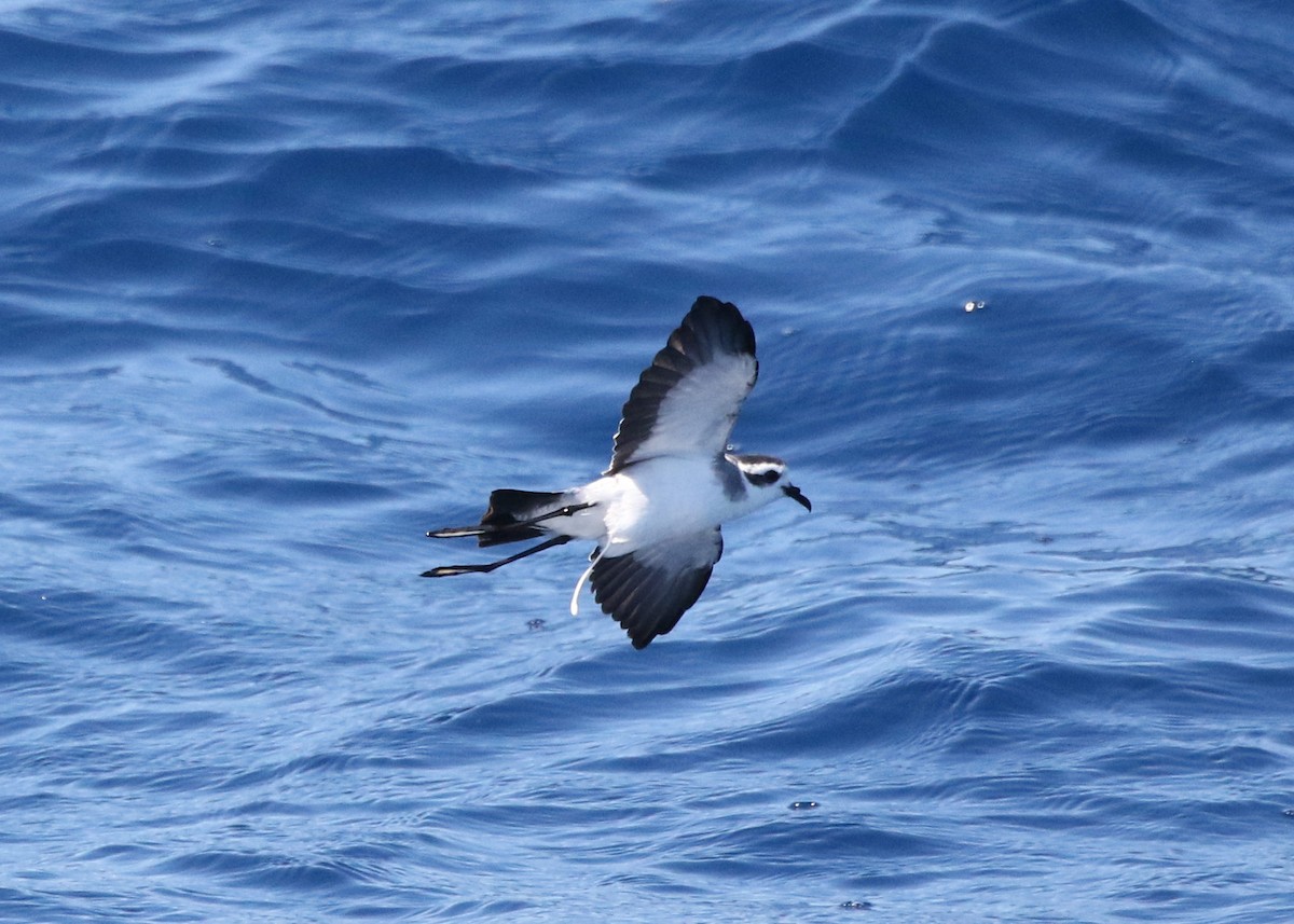 White-faced Storm-Petrel - ML612172858
