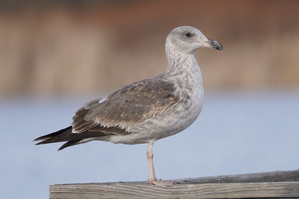 Yellow-footed Gull - JANICE ALLEN