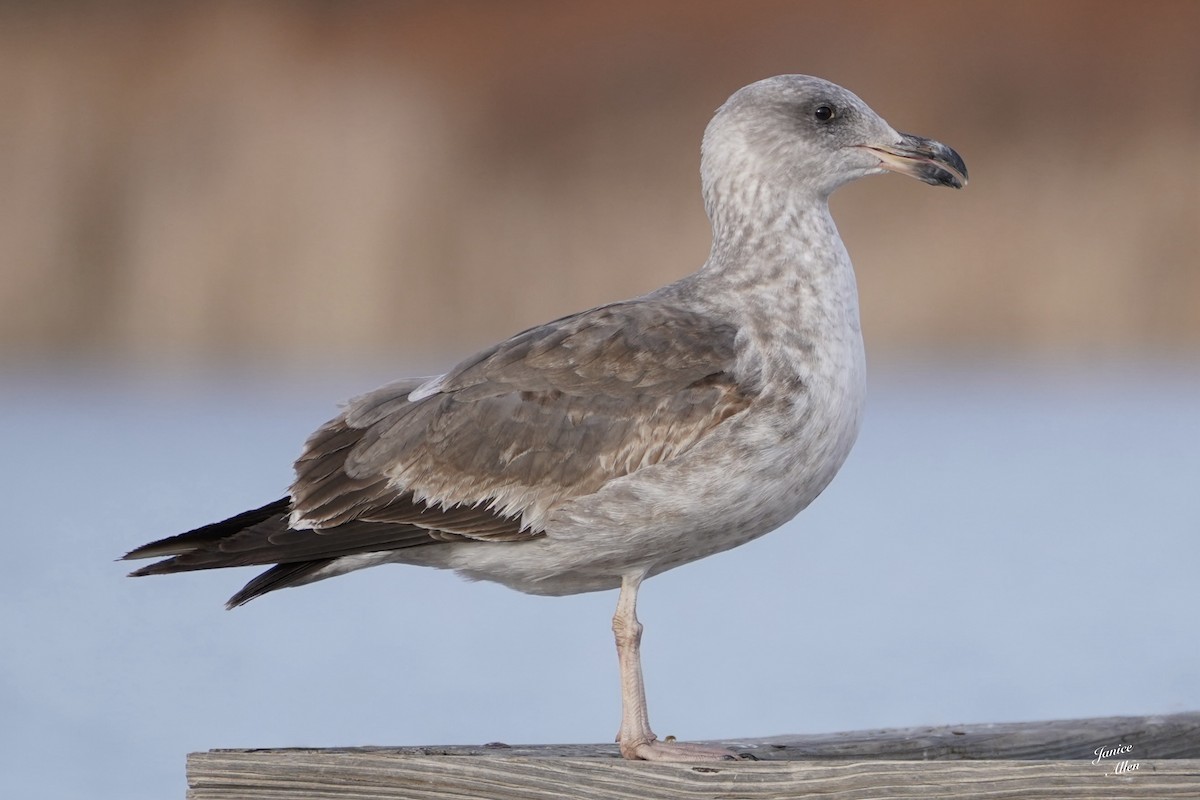 Yellow-footed Gull - JANICE ALLEN